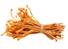 Cordyceps