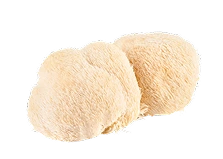 Lion's Mane