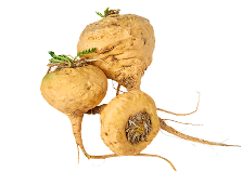 Maca