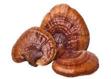 Reishi